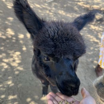 A Simpler Time Alpaca Farm And Mill - Knitting Supplies Near Me - El Cajon, California