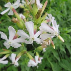 Genesee Valley Greenway - Flowers