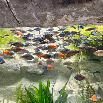 Downtown Aquarium - Museums Near Me - Denver, Colorado Downtown Aquarium - Museums Near Me - Denver, Colorado