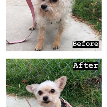 Furry Rascals Grooming - Coco's furry makeover - Pet Groomers Near Me - Long Beach, California Furry Rascals Grooming - Coco's furry makeover - Pet Groomers Near Me - Long Beach, California