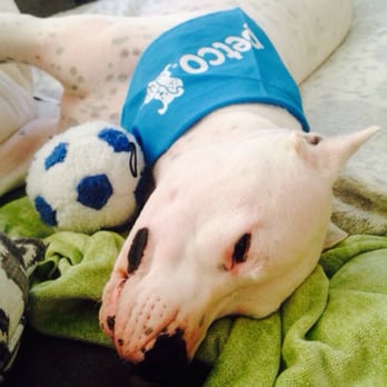 Petco - Enjoying my new Petco ball and represennin w/my bandana! - Pet Stores Near Me - Huntington Beach, California Petco - Enjoying my new Petco ball and represennin w/my bandana! - Pet Stores Near Me - Huntington Beach, California
