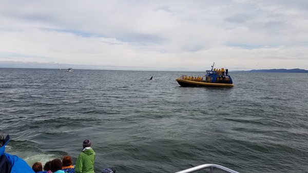 Steveston Seabreeze Adventures Vancouver by null