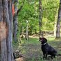 Photo of Blue Dog Academy