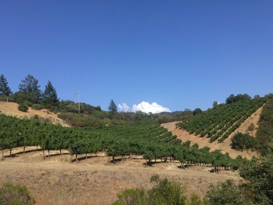 BobDog Wines by null