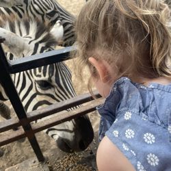 Zebras