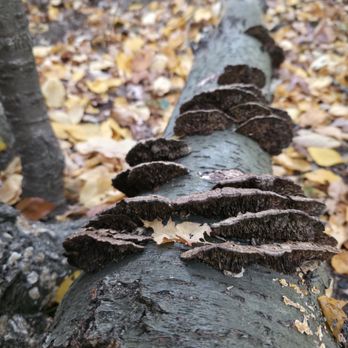 Blackstone Park Conservation District - Fallen trees are used to support the closed off areas not designated for walking but for protecting the natural environment from run  off - Parks Near Me - Providence, Rhode Island