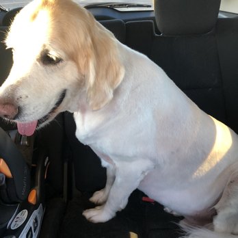 Petco - Dog with bad haircut sitting in the back seat - Pet Stores Near Me - Wichita Falls, Texas