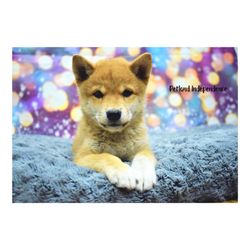 Petland Independence - Shiba Saturday!
