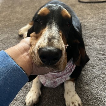 The Dandy Dog - Pet Groomers Near Me - Chula Vista, California