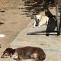 Photo of Hound Away From Home - South