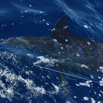 Hinatea Sportfishing - Blue Marlin on the line - Boat Charters Near Me