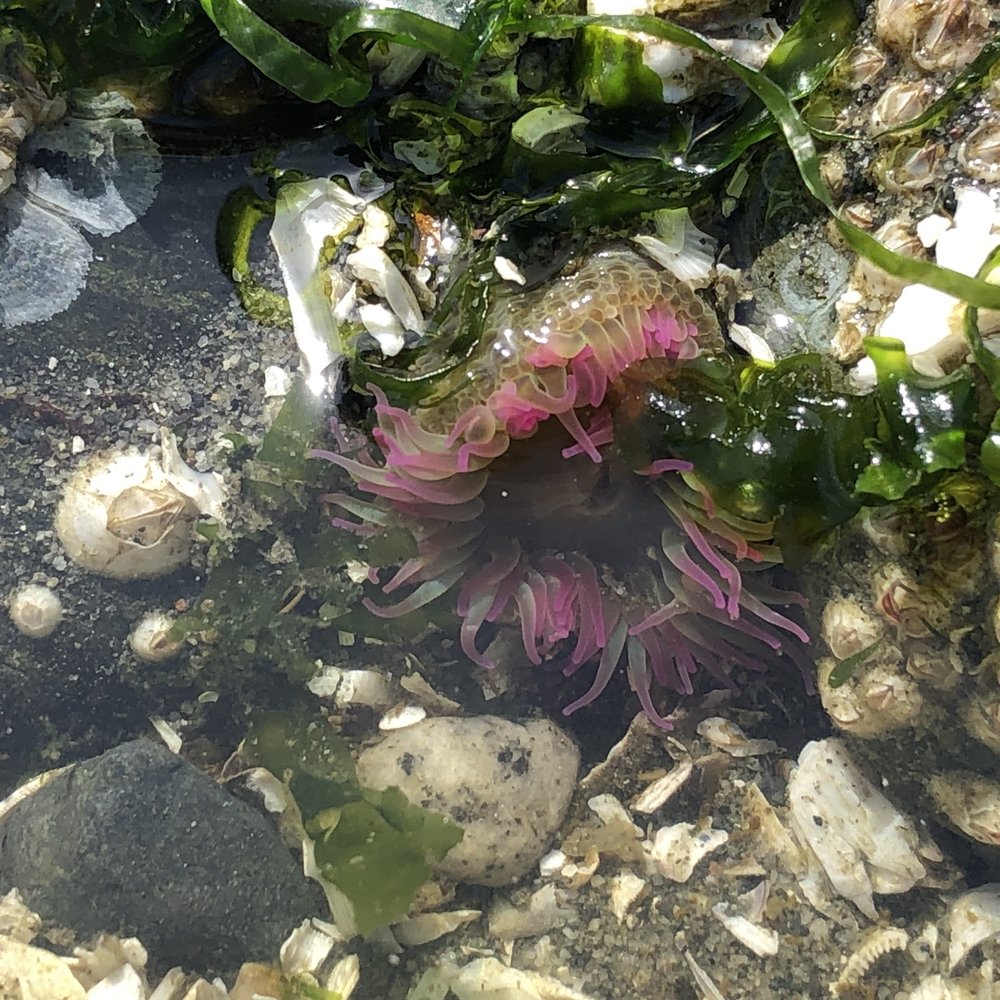 Carkeek Park - Pink tipped anemone - Parks Near Me - Seattle, Washington