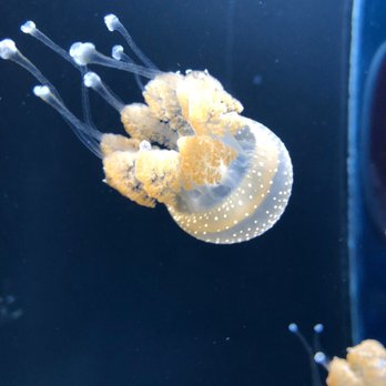 Shedd Aquarium - Aquariums Near Me - Chicago, Illinois Shedd Aquarium - Aquariums Near Me - Chicago, Illinois