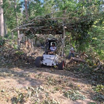 Bobcat Tree Service - Tree Services Near Me - Virginia Beach, Virginia Bobcat Tree Service - Tree Services Near Me - Virginia Beach, Virginia