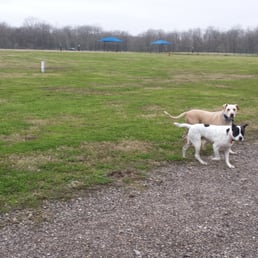 Pups enjoying the dog park Pups enjoying the dog park