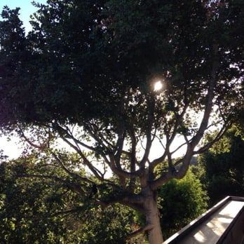 Nepenthe - Beautiful trees - New American Near Me - Big Sur, California