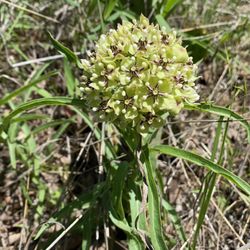 Endeavor Bridgeport Adventure Park - Lots of beautiful native plants to ID - antelope milkweed