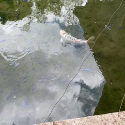 COY FISH