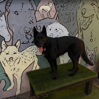 Dogwood Play Park - Max in front of the dog mural - Dog Parks Near Me - Seattle, Washington Dogwood Play Park - Max in front of the dog mural - Dog Parks Near Me - Seattle, Washington