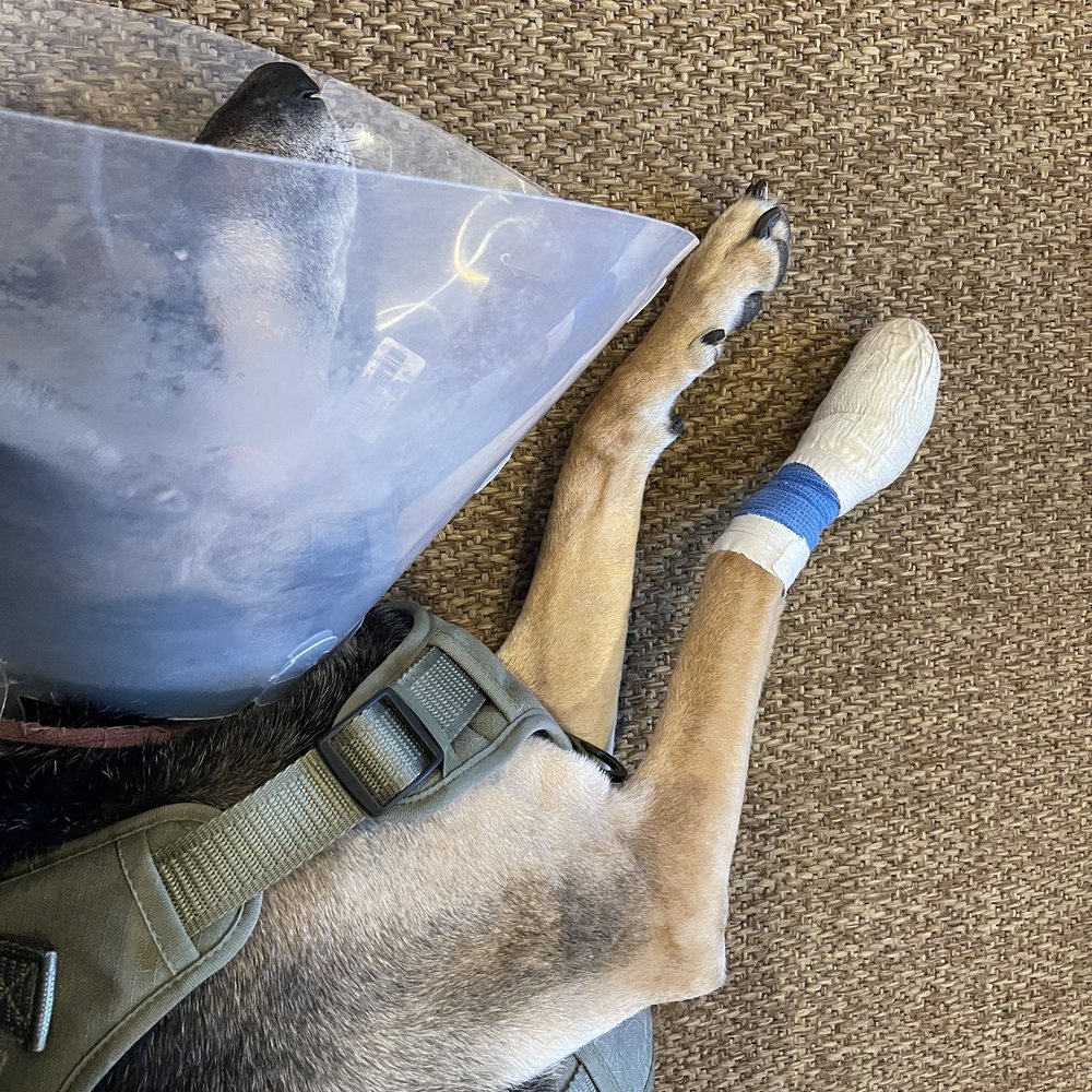 PetSmart - PetSmart hotel injured him - Pet Stores Near Me - Henderson, Nevada PetSmart - PetSmart hotel injured him - Pet Stores Near Me - Henderson, Nevada