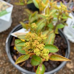 White River Nursery - Nursery in Northwest Arkansas