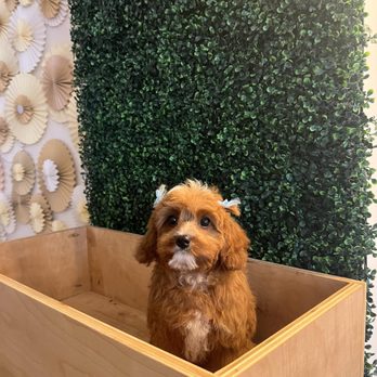 Sit Social - Pet Sitting Near Me - Chicago, Illinois