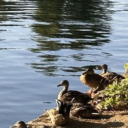Harveston Community Park - A Team of Ducks on the Shoreline