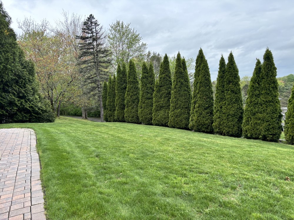 MBA Lawn Care and Junk Removal - tree service in Middletown, CT