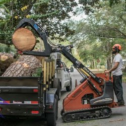 Climber Steve's Tree Care