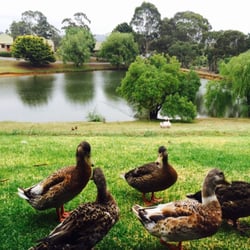 Hahndorf Resort - Fabulous view from our deck