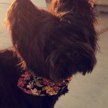 Wiggle Wag It Mobile Pet Salon - Pet Groomers Near Me
