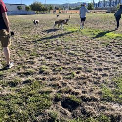 Potso Dog Park