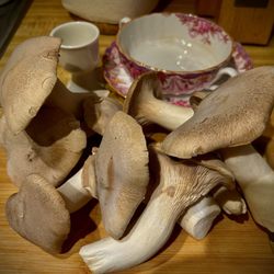 Mushrooms on Main - Gorgeous trumpet mushrooms 