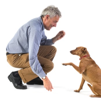 Pet Fence Solutions - Pet Services Near Me - Wichita, Kansas Pet Fence Solutions - Pet Services Near Me - Wichita, Kansas