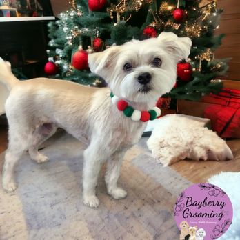 I Luv My Pack Mobile Grooming - Happy holidays! - Pet Groomers Near Me I Luv My Pack Mobile Grooming - Happy holidays! - Pet Groomers Near Me
