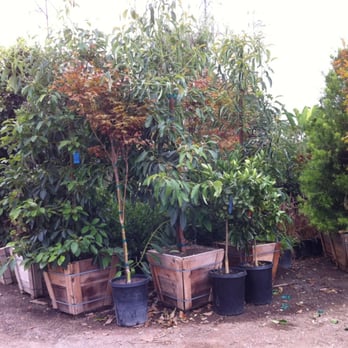 Sunny Slope Trees - Nurseries & Gardening Near Me - Orange, California Sunny Slope Trees - Nurseries & Gardening Near Me - Orange, California