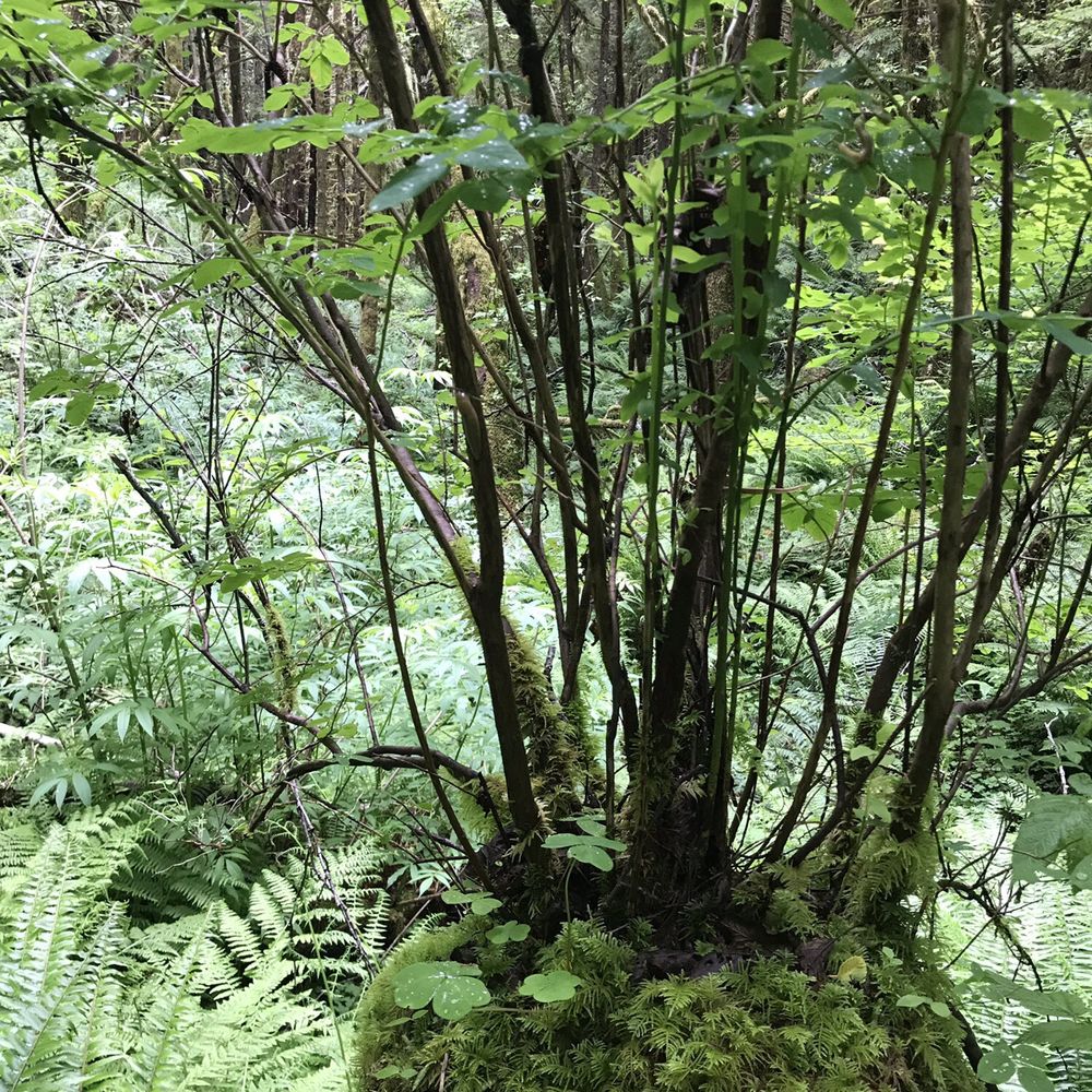 Drift Creek Fall And Bridge - Hiking Near Me - Otis, Oregon Drift Creek Fall And Bridge - Hiking Near Me - Otis, Oregon