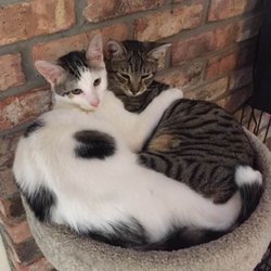 Cats-Can - Foster cats