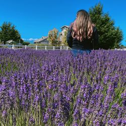 Washington Lavender Farm