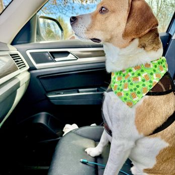 Paws on Main - Pet Groomers Near Me Paws on Main - Pet Groomers Near Me