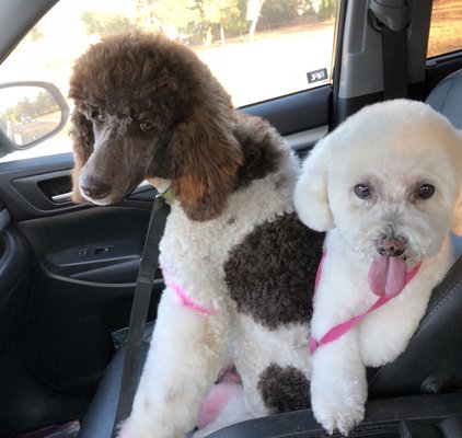 a family affair standard poodles