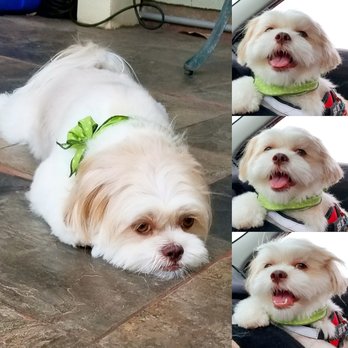 Three Dogs and a Girl - My cute sophia after her first hair cut at three dogs and a girl - Pet Groomers Near Me - Honolulu, Hawaii Three Dogs and a Girl - My cute sophia after her first hair cut at three dogs and a girl - Pet Groomers Near Me - Honolulu, Hawaii