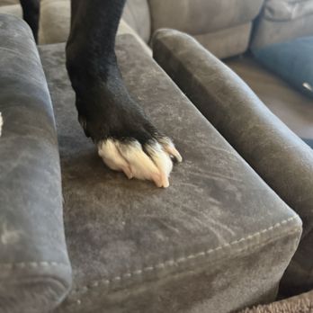 Bark If You're Dirty - Nice and short! - Pet Groomers Near Me - Scottsdale, Arizona Bark If You're Dirty - Nice and short! - Pet Groomers Near Me - Scottsdale, Arizona