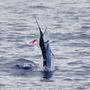 Photo of Marlin Magic Sport Fishing