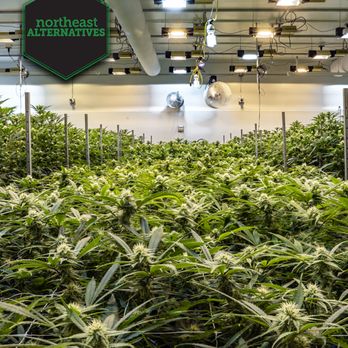 Northeast Alternatives Dispensary - Fall River - Cannabis Clinics Near Me - Fall River, Massachusetts
