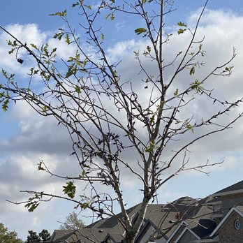 Chesmar Homes - Dead landscaping - Home Developers Near Me - Woodlands, Texas