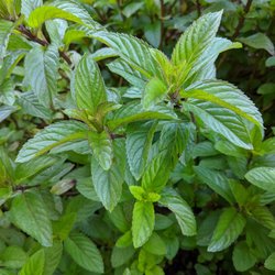 Green Girl Farms - Aromatic Peppermint, perfect for making your own tea