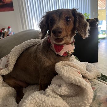 Aroma Pets Grooming - Pet Groomers Near Me - San Dimas, California Aroma Pets Grooming - Pet Groomers Near Me - San Dimas, California