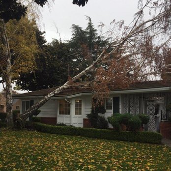 Serrano's Expert Tree Service - Emergency Services - Tree Services Near Me - Los Gatos, California Serrano's Expert Tree Service - Emergency Services - Tree Services Near Me - Los Gatos, California