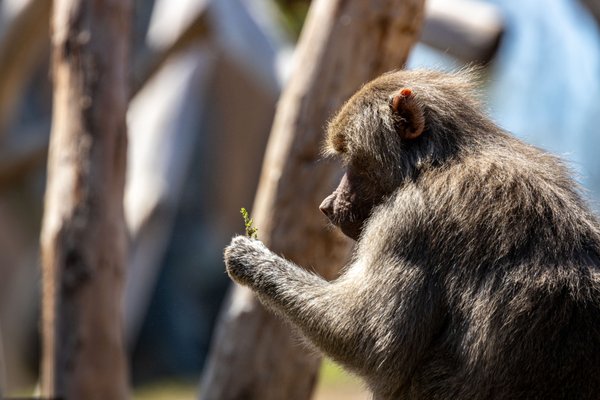 San Diego Zoo by null